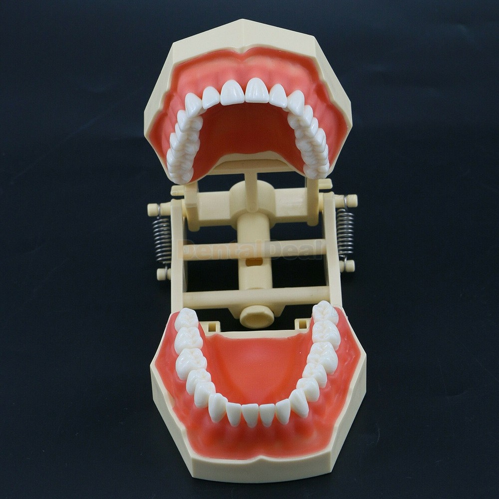 Dental Typodont Model M8014 32Pcs Teeth Fit Frasaco AG3